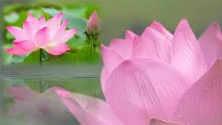 Calm mind with serene lotus and peaceful music  轻音乐 ,  放松心情, 休息的空间