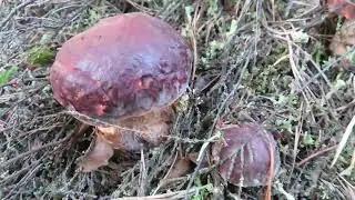 Borowik sosnowy (Boletus pinophilus) 2022