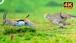SPEED DEMONS: THE FASTEST RUNNING ANIMAL SPECIES | Wildlife Documentary | 4K Animal Documentary