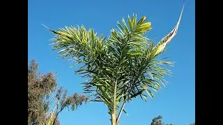 How fast do Foxtail Palms grow? How tall do Foxtail Palms get? Are Foxtail Palm roots invasive?