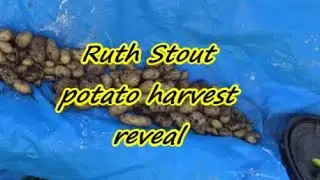 Ruth Stout potato harvest reveal  09  07  2020