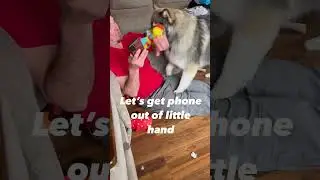 Pomsky 🐕 trains human 😂 - MORE petting, LESS cell phone!