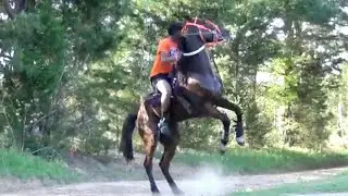 Super Hyped Standardbred Race Horse in Training
