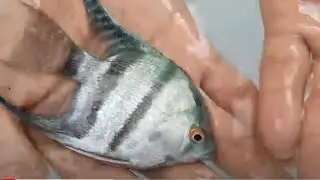 Pterophyllum leopoldi seriously fish