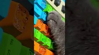 3 Types of Tactile Slime Keyboards ASMR 🧃🍰🌸 Cat Typing Series