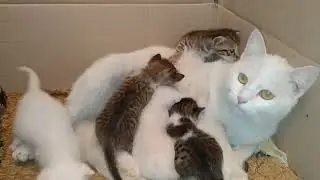 Hungry Newborn Kittens Nursing From Mother Cat | One Kitten Crying for Attention