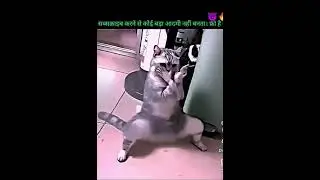Power of a cat
