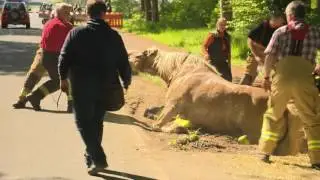 Pferd fällt in Baugrube und wird gerettet