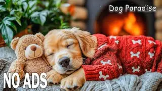 12 Hours of Soft Piano Music for Dogs 🎹 Relaxing Lullabies for Anxiety & Sleep 🌸 No Ads