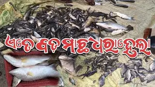 ବଡ଼ ମାଛ ଧରାହେଲା ପଖରିରେ🐟 || Big fish catching in pond || fishing vlog ||sunirmalvlogs 