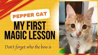 How to Keep Your Human Happy: A Cat's Hydration Secret