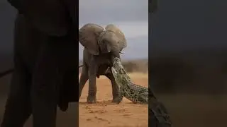 Can a Young Elephant Escape a Crocodile&rsquo;s Deadly Grip #Wildlife #Nature #Animals