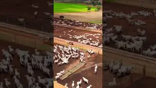 #fazenda #pecuarista #modacaipira #agro #gado #mercadoagricola #vidanocampo
