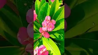 Small crown of thorn #shorts #flowers #flowershorts #nature #pinkflowers