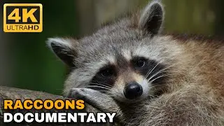 Raccoons: Facts About the Most Curious Animals