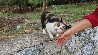 The cross eyed calico cat now trusts us and wants to be petted