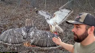 Red-Tailed Hawks Caught on Camera Fighting!