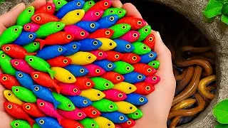 The incredible catch colorful aquarium fish in small pondbaby turtle, cute fish, cherry fish