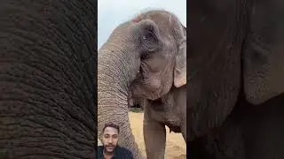 Leader Xixi&rsquo;s Daily Life Elephants Eat Bananas Changxing Cultural Tourism #animals #elephant #cute