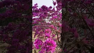 very Nice looking flawers #nagpurisong #nagpuri #videos #vuralvideo
