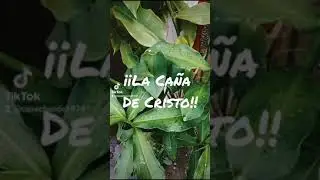 ¡¡La Caña de Cristo!!