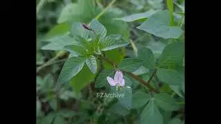 Cleome rutidosperma