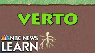 Word Roots: Verto