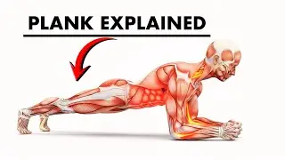 Plank Exercise Explained in 3D Anatomy  Correct Form, Core Muscles & Injury Prevention
