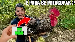 O nome do Inscrito combina com o galo ? | Nova baia de galinha caipira | Aves Recriar