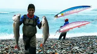 #121 corvinas de madrugada con señuelos sardina y rosado