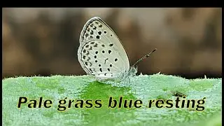 Pale grass blue butterfly resting.