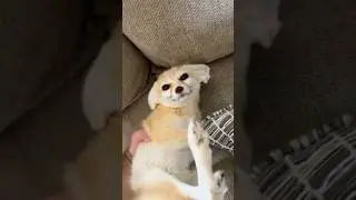 Funny fox #funny #funnyanimls #funnyanimal #funnyshorts #pets #cute #fyp #fox