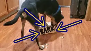 Jester Unboxes His Doggone Fishing Bark Box From August 2021!