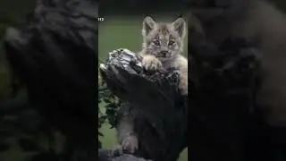 pictures of Lynx #adorable #cute #fyp