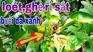 Trị Loét, Ghẻ, Rrỉ Sắt Trên Cây Bưởi Da Xanh/cách phòng ở các giai đoạn hiệu quả nhất