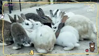 Rabbiters