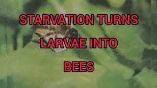How Starvation Triggers Metamorphosis in Leafcutter Bees | By. Dr. Vandana Rebecca Pant