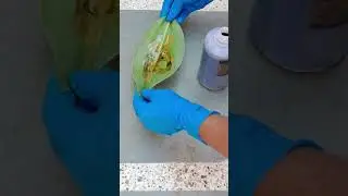 Sulfuric Acid vs Leaf: Shocking Reaction! #labexperiment #H2SO4 #science #sulpfuricacid
