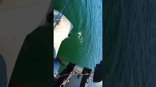 Got beautiful perch
