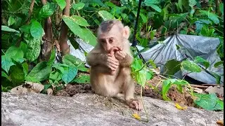 Lonely baby monkey Lily lose MOM