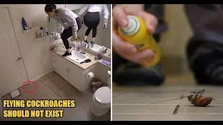 Why Are We Terrified Of Cockroaches? Here Are 6 Things About Roaches M&rsquo;sians Absolutely HATE