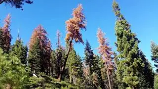 Large Sugar Pine Tree Fall.  HD with good audio.