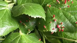 Large-leaved lime - leaves & nail galls - May 2018