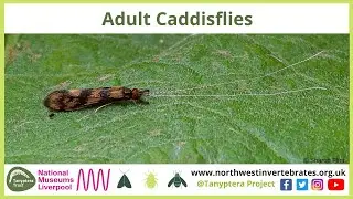 UK Adult Caddisflies