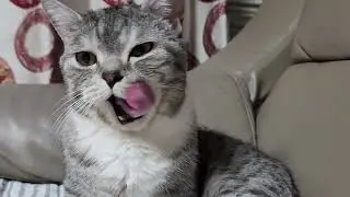 My Cat