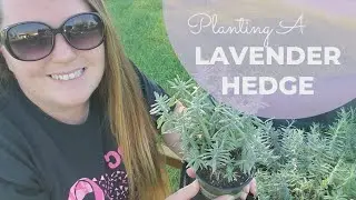 Planting a LAVENDER Hedge
