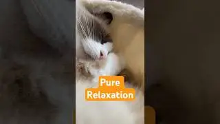 Cat Relaxing and Purring 🐱✨#shorts