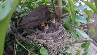 Blackbirds Feeding Young Chicks Elsham