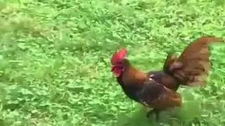 Funny Roosters compilation
