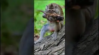 Baby monkey was momy bitten a lot.